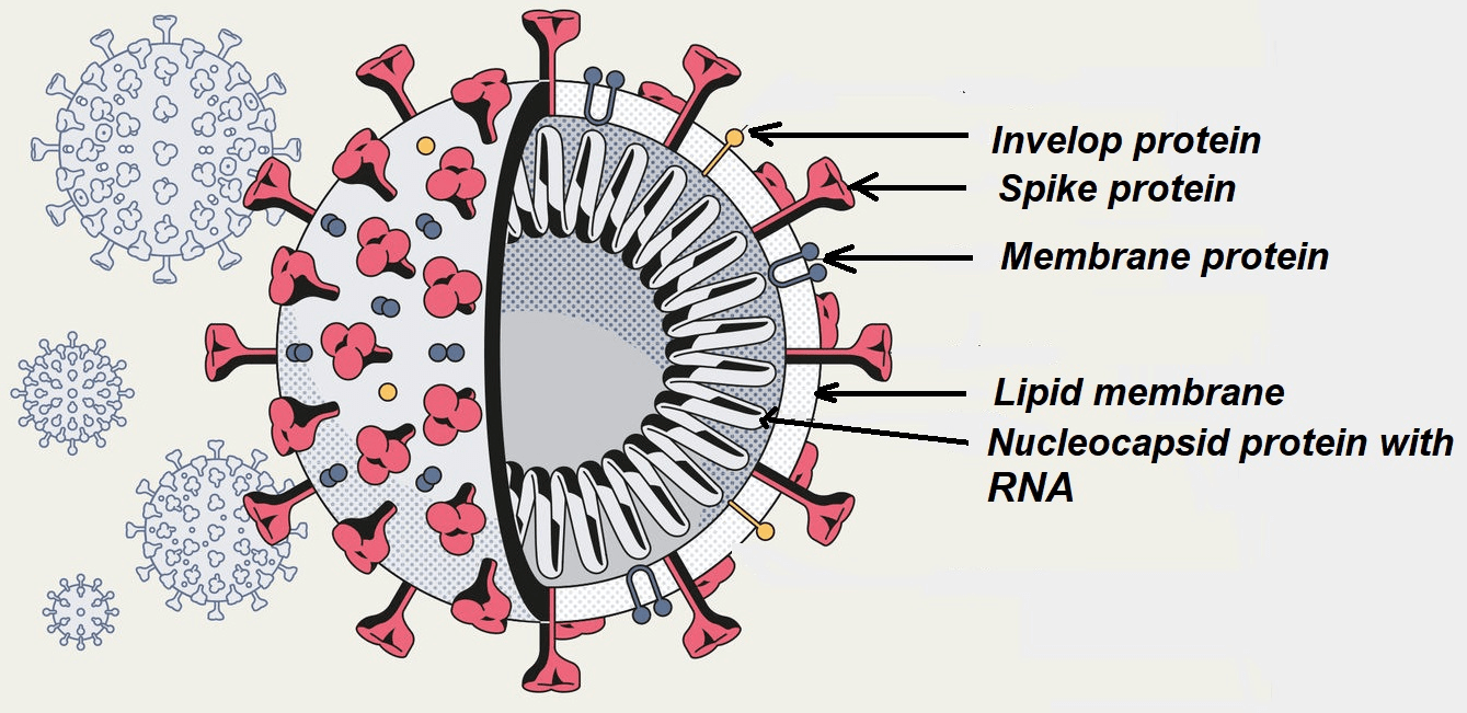 Parts of coronavirus