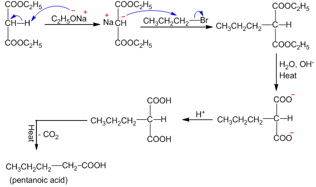 synthesis of pentanoic acid from malonic ester